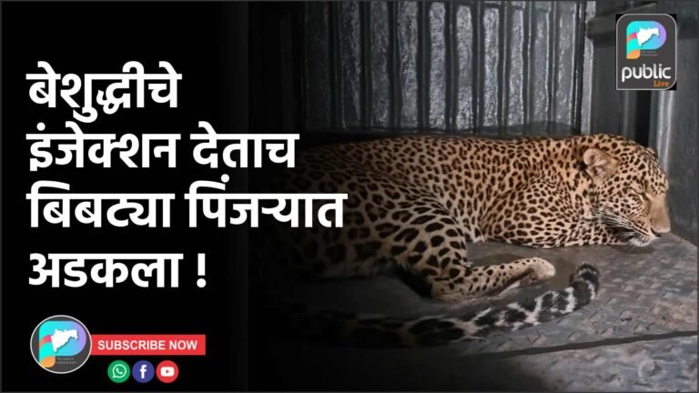 बेशुद्धीचे इंजेक्शन देताच बिबट्या पिंजऱ्यात अडकला !