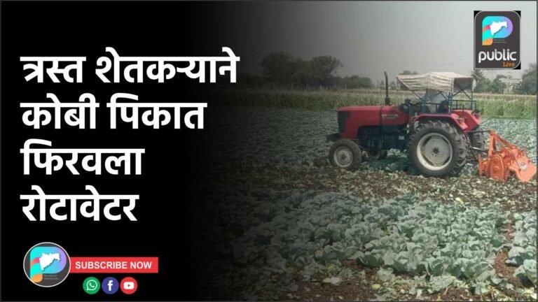 त्रस्त शेतकर्‍याने कोबी पिकात फिरवला रोटावेटर