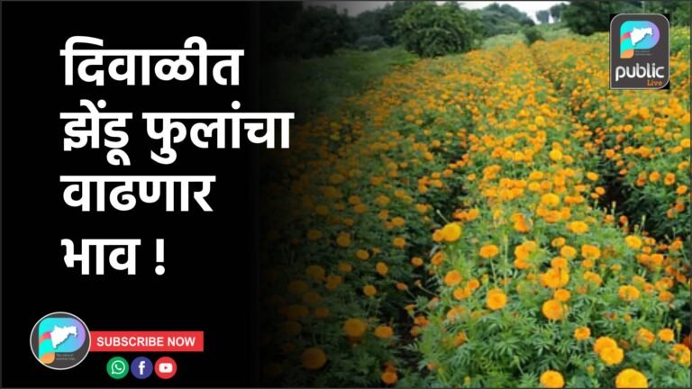 दिवाळीत झेंडू फुलांचा वाढणार भाव !