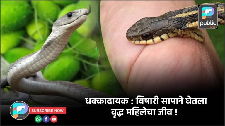 धक्कादायक : विषारी सापाने घेतला वृद्ध महिलेचा जीव !