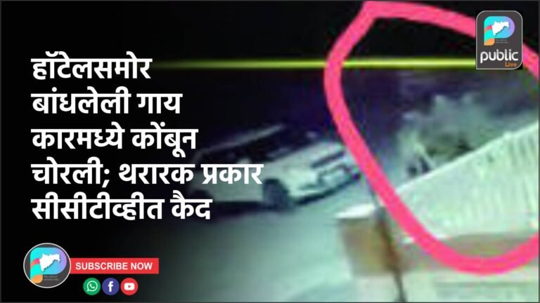 हॉटेलसमोर बांधलेली गाय कारमध्ये कोंबून चोरली; थरारक प्रकार सीसीटीव्हीत कैद