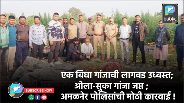 एक बिघा गांजाची लागवड उध्वस्त; ओला-सुका गांजा जप्त ; अमळनेर पोलिसांची मोठी कारवाई !